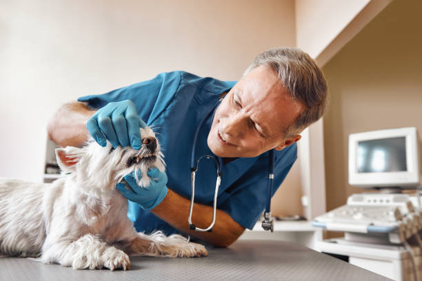 Best Emergency Tooth Extraction in Gibson City, IL
